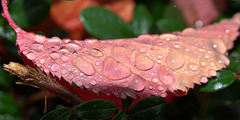 Raindropped Autumn Leaves