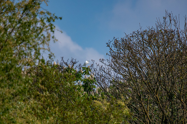 Little egret