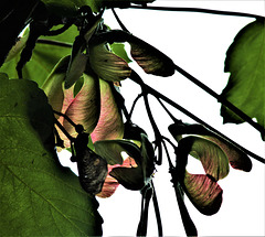 Summer Greening And Growing