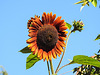 20220921 1721CPw [D~LIP] Sonnenblume (Helianthus annuus), Bad Salzuflen