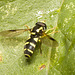 IMG 3022 Hoverfly
