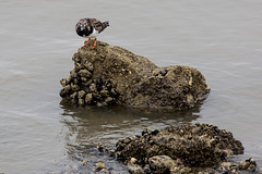 20140910 5089VRAw [NL] Steinwälzer (Arenaria interpres), Terschelling