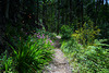 Wandern durch ein Blumenparadies - Walking through a flower Paradise - Please view on black!