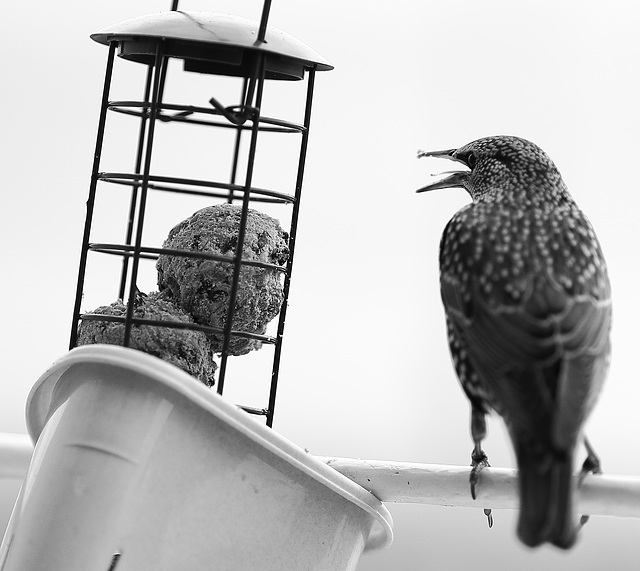 IMG 2106 Starling BW dpp