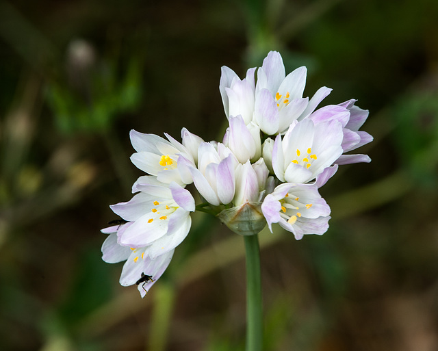 Allium cf. roseum - 2015-04-20--D4 DSC0304