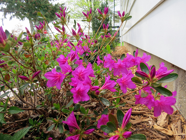 Azaleas