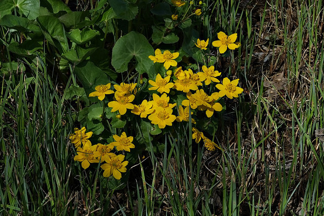 Sumpfdotterblumen