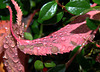 Raindropped Autumn Leaves