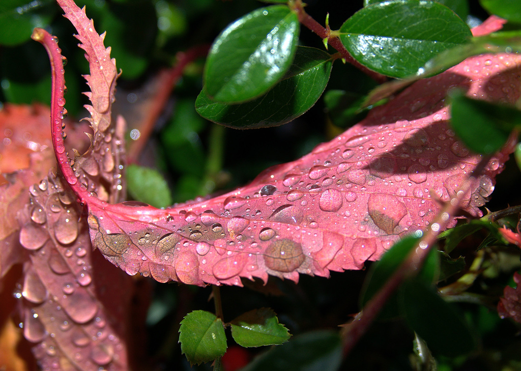 Raindropped Autumn Leaves