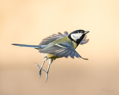 Great Tit