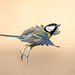 Great Tit