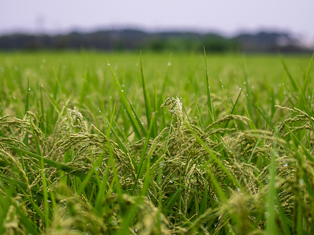 Rice field