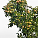 Apples galore on the tree infront of my window