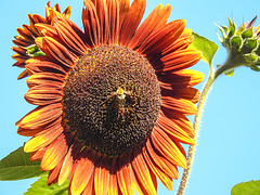 20220921 1722CPw [D~LIP] Sonnenblume (Helianthus annuus), Ackerhummel (Bombus pascuorum), Bad Salzuflen