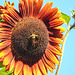 20220921 1722CPw [D~LIP] Sonnenblume (Helianthus annuus), Ackerhummel (Bombus pascuorum), Bad Salzuflen