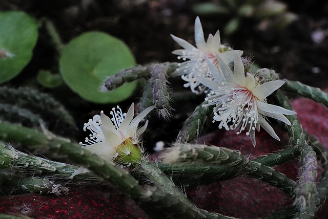 Rhipsalis baccifera, Monte Gordo