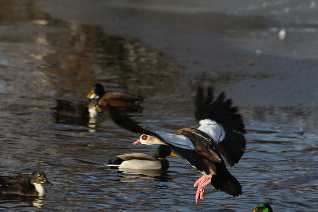 Nilgans