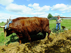 labour avec des boeufs lors d'une fête agricole. 2017 St Avit Sénieur Périgord pourpre (a l'intention de Nautilus)