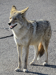 Smiley Coyote