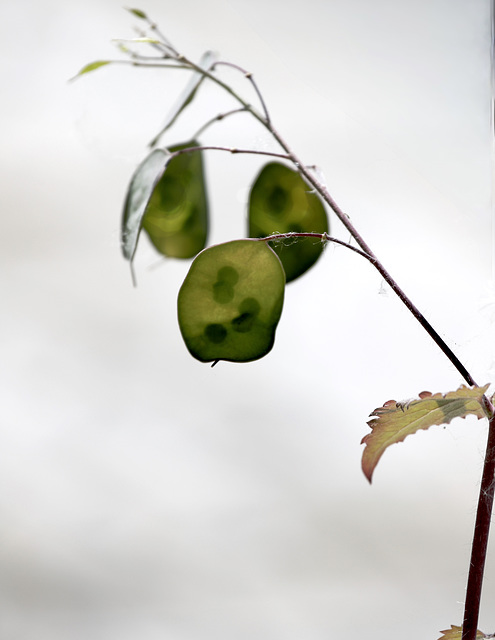 Troll de Monnaie Troll de Monnaie