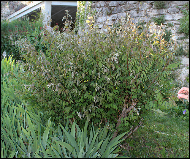 Amorpha schrafanifolia