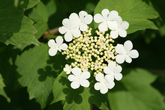 Guelder-Rose (Viburnum opulus) a beautiful flower in the Wetland Jn01-01