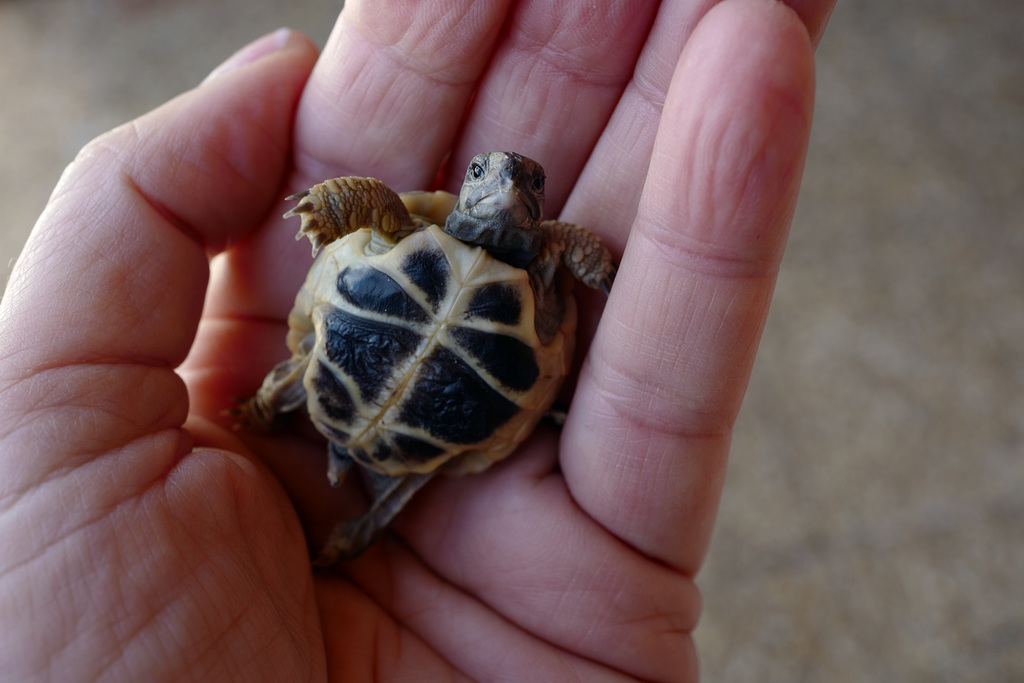 Testudo hermanii L1030058