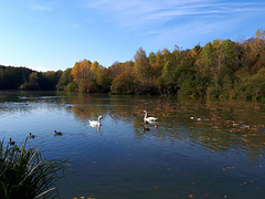 Sur l'étang