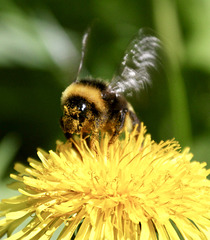 Hummel beim Blütenpollen sammeln