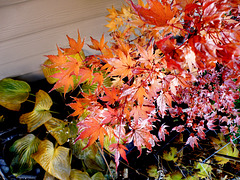 Potted Japanese maple