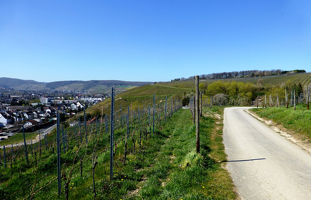 Frühling in den Weinbergen