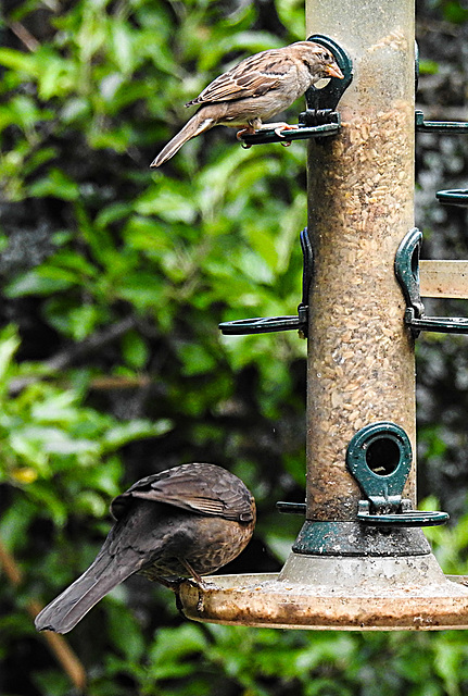 20200526 7712CPw [D~LIP] Haussperling, Amsel, Bad Salzuflen