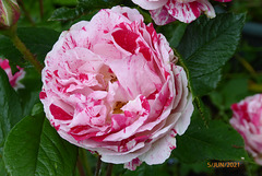 retour au jardin retour au jardin