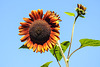 20220922 1724CPw [D~LIP] Sonnenblume (Helianthus annuus), Bad Salzuflen