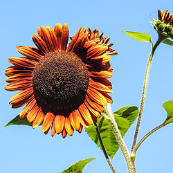 20220922 1724CPw [D~LIP] Sonnenblume (Helianthus annuus), Bad Salzuflen