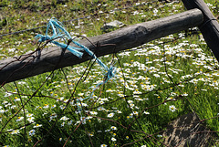 Anthemis arvensis, Shinning blue rope, Penedos