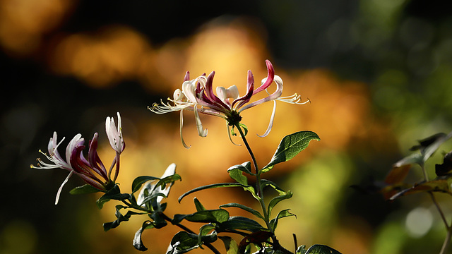 Lonicera