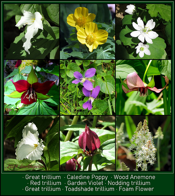 Michigan Wildflowers