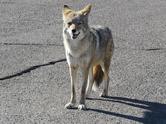 Smiley Coyote