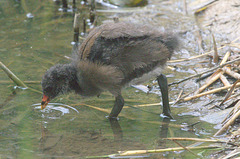 EF7A4181 Moorhen