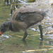 EF7A4181 Moorhen