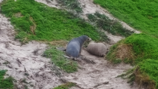 sea lions!