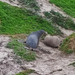 sea lions!