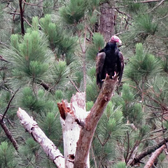 Turkey vulture