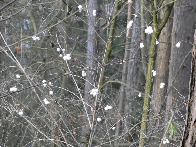 winterlicher Blütenstand