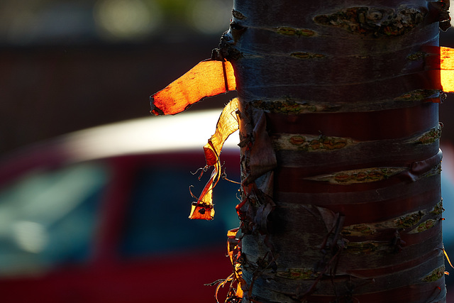 Back Lit Cherry Bark