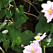 The anemones are so colourful against the dark green foliage