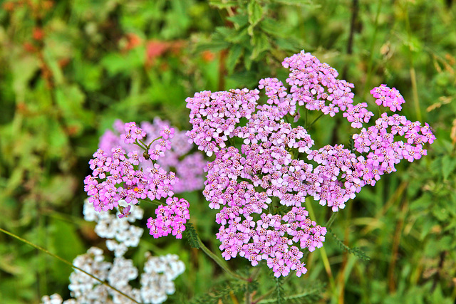 rötliche Schafgarbe - (PicinPic)