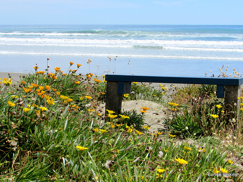 Whakatane Beach