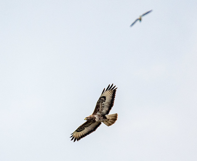 Buzzard